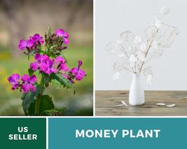20 Money Plant Honesty Seed Lunaria biennis Flower Symbol Prosperity &amp; Abundance - £12.59 GBP
