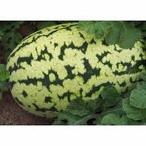 Watermelon, Klondike Striped Blue Ribbon, Heirloom, Organic 25+ Seeds, Sweetest - £3.21 GBP