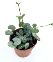 2&quot; Pot Live Plant String of Hearts Succulents Ceropegia Woodii - £23.06 GBP