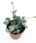2&quot; Pot Live Plant String of Hearts Succulents Ceropegia Woodii - £23.51 GBP