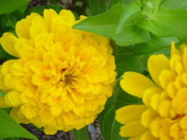 Rafhstore Zinnia Canary Yellow Flower 145 Seeds Us Seeds - £6.88 GBP