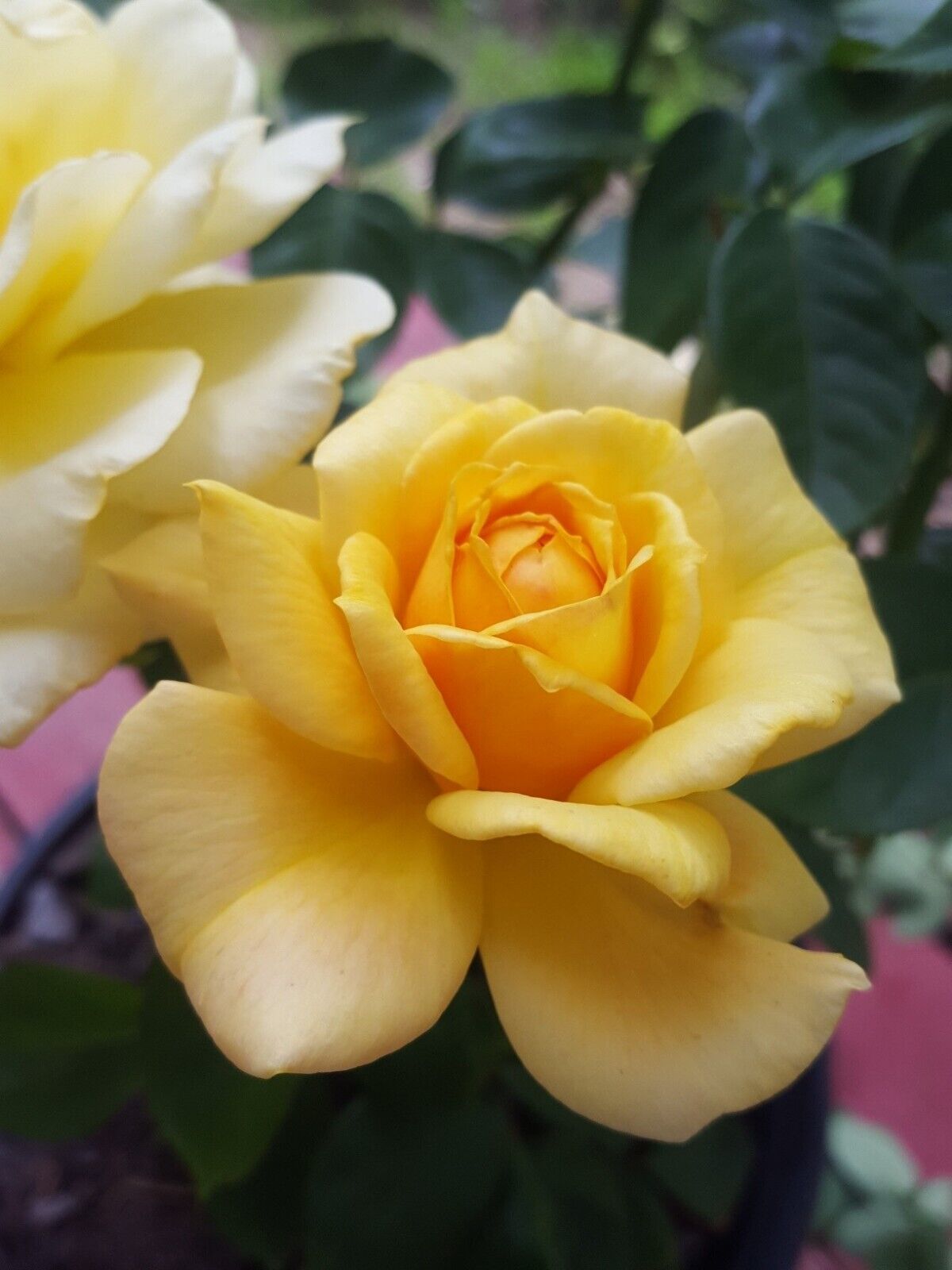 Sunsprite Floribunda 1 Gal Deep Yellow Live Bush Plants Shrub Plant Fine... - $33.90