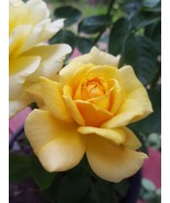 Sunsprite Floribunda 1 Gal Deep Yellow Live Bush Plants Shrub Plant Fine... - $33.90