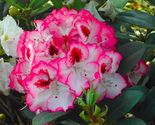CHERRY CHEESECAKE~Azalea Rhododendron Starter plant - $39.60