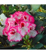 CHERRY CHEESECAKE~Azalea Rhododendron Starter plant - £31.14 GBP
