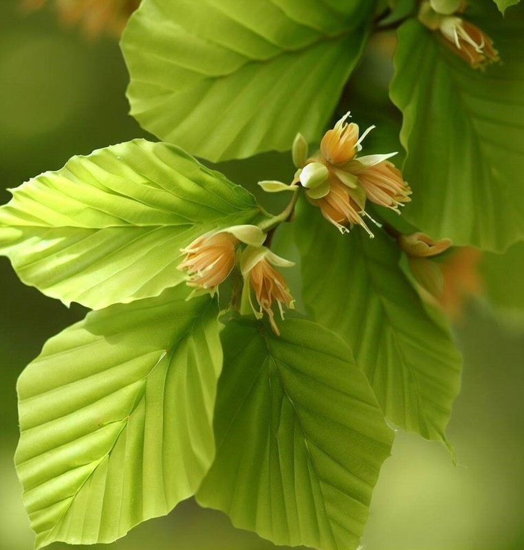PSA Fagus Sylvatica European Beech Tree Seeds Vibrant Fall Foliage ...