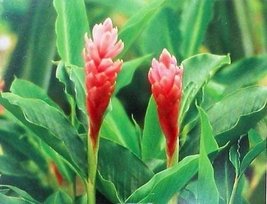 3 HAWAIIAN PINK GINGER PLANTS ~ GROW HAWAII - £89.95 GBP