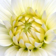 Aster Powder Puff Mix Seed US Fast Shipping - $185.84 MXN