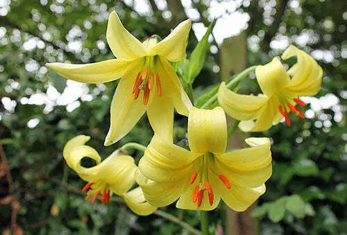 Lilium Szovitsianum Crimson Anthered Or Tall Sulphur Flowered Lily 10 Se... - £22.00 GBP