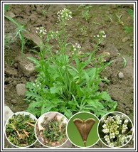 500+ Organic Shepherd&#39;s Purse Seeds *Free Shipping* Capsella Ji Cai Naen... - £7.04 GBP