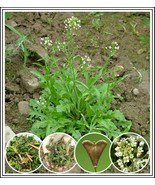 500+ Organic Shepherd&#39;s Purse Seeds *Free Shipping* Capsella Ji Cai Naen... - $8.96