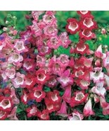 50 Seeds Penstemon Sensation Mix - $8.98