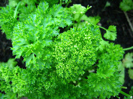 500 seeds Forest Green Parsley Petroselinum Crispum Double Triple Curl V... - $8.58
