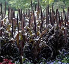 Pennisetum Glaucum Purple Millet 20 Seed Garden Us Seller - £5.79 GBP