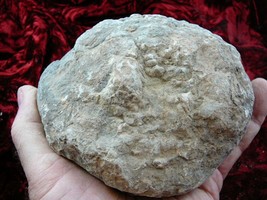 (DF843-111) 2 lb Fossil REAL DINOSAUR POOP Coprolite Dino fossils DUNG P... - $61.70