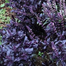 150 Purple Basil Seeds Non Gmo Fresh Harvest For Gardens - £3.81 GBP