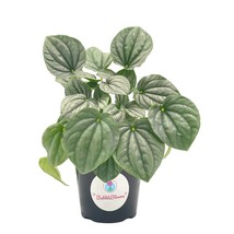 Generic Emerald Ripple Peperomia, Emerald Ripple Pepper, Platinum, Ivy-Leaf Pepe - $14.89