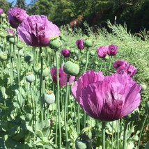 PPA 200+ Hungarian Breadseed Poppy Seeds For Garden Planting - USA  - £5.35 GBP