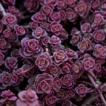 50 Purple Carpet Sedum DroughtTolerant Perennial Flower Seeds US Seller Fast Shi - £7.50 GBP