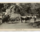 Ox Team Pulling Wagon Photo Postcard Montserrat British West Indies 1930&#39;s - £14.32 GBP