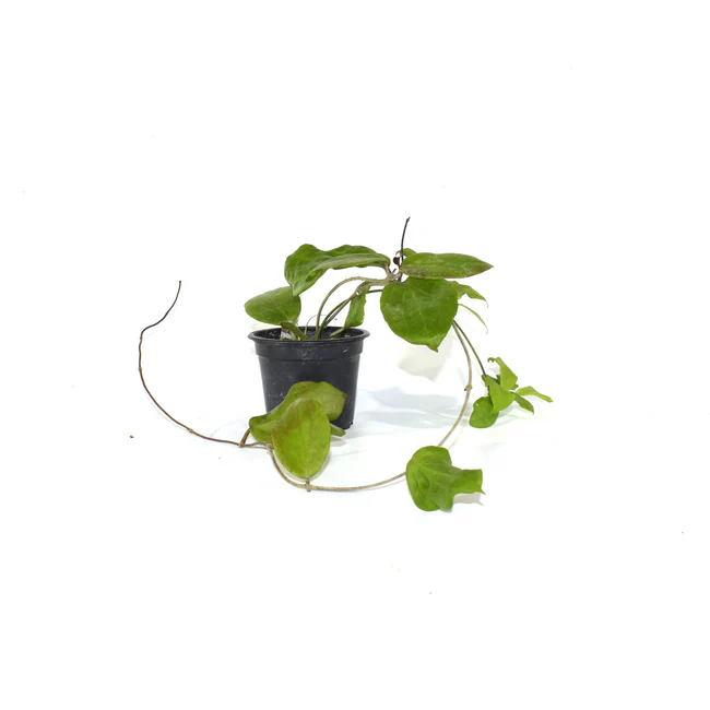 KingStore From US Hoya Pentaphlebia 3.5 Inch Pot - $79.98