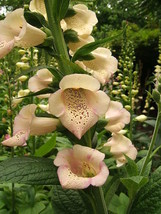 LWSTORE 50 Apricot Beauty Foxglove Digitalis Flower Seeds Perennial USPS Shippin - £6.78 GBP