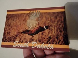 Vintage Postcard Post Card VTG Photograph South Dakota Ring Neck Pheasant  - £7.04 GBP