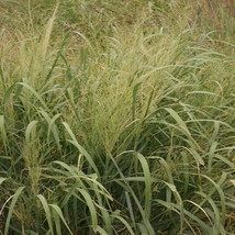 THJAR 1000 Switchgrass Switch Grass Seeds ‘Kanlow’ Panicum virgatum - $3.98