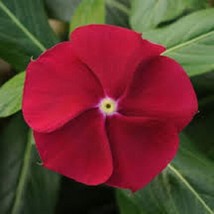 TH 40Seeds Fragrant Cranberry Vinca Flower Seeds / Periwinkle / Annual - £11.09 GBP