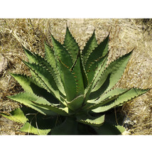 NEW 10pcs Agave inaequidens subsp. inaequidens Succulents Garden Plants - Seeds* - £16.23 GBP