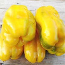 Fresh Seeds USA Yellow Monster Bell Swet Pepper Seeds Huge Sweet Yellow Bell Pep - $16.76