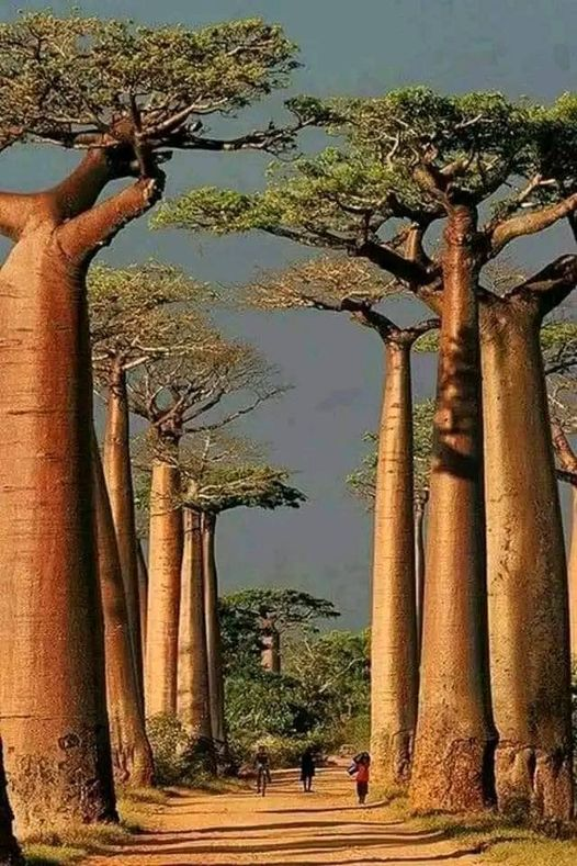 Grandidier's Baobab - Adansonia, 2 Seeds