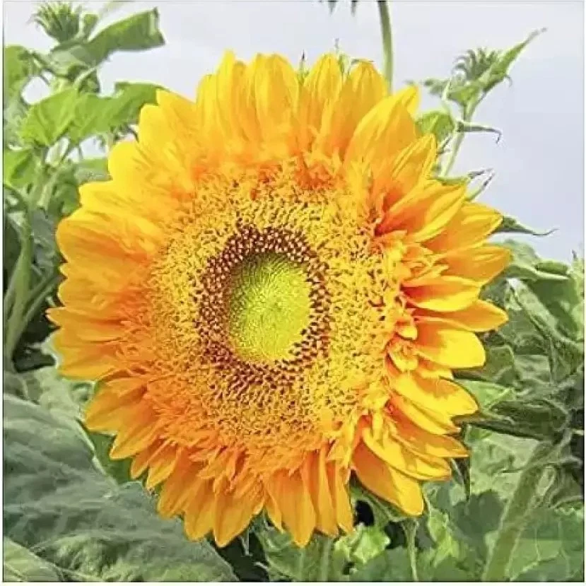 120+ DOUBLE SUN SUNFLOWER SEEDS - LARGE - BOLD COLOR - UNUSUAL ---------... - $4.55