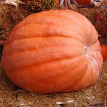 Atlantic Giant Pumpkin Seeds 5 Ct Dill&#39;S World Record NON-GMO  - £4.33 GBP