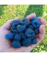 100 Seeds Blue Raspberry Berries Raspberries Fruit Fresh Seeds - $122.44 MXN