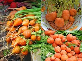 800 Seeds PARISIAN ROUND CARROT French Heirloom Vegetable Garden Contain... - £13.98 GBP