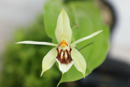 COELOGYNE CARINATA SMALL ORCHID POTTED - £22.81 GBP