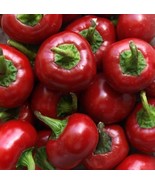 Red Cherry Hots Hot - $8.98