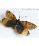 Mottled Caddisfly Eubasilissa Regina Framed Entomology Collectible Shado... - $1,087.09 MXN