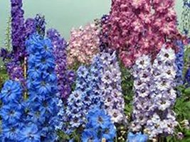 Larkspur, Giant Imperial 1000+ Seeds Organic Newly Harvested, a Great Cut Flower - £16.71 GBP