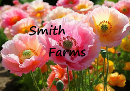 HS  200+ Seeds Pastel Mixed Poppy Flowers Pink Orange Yellow Floral Garden Plant - £4.95 GBP