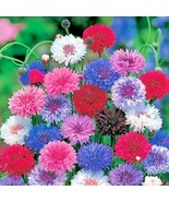 Garden Store 450 Seeds Cornflower Bachelor Button Mixed Seeds Cut Dried Flowers - $8.59