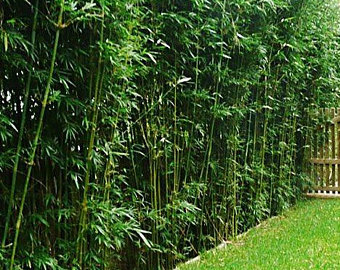 20 Starter Plants /Divisions - 100 Ft Bamboo Hedge-Bambusa Green Hedge Clumping  - $650.00