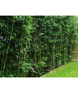 20 Starter Plants /Divisions - 100 Ft Bamboo Hedge-Bambusa Green Hedge C... - $650.00