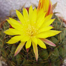 Item image 1 image 1