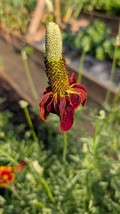 SEED-Mexican Hat Wild Flower, Coneflower Ratibida columnifera Native Per... - $3.33+