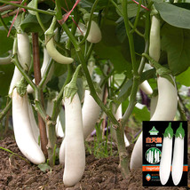 PWO Fresh White Long Eggplant Seeds: Pure White Skin And Flesh - $3.52