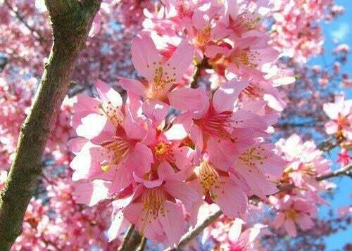 Primary image for Okame Flowering Cherry Tree  3" pot 6-12" in height