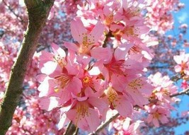 Okame Flowering Cherry Tree  3&quot; pot 6-12&quot; in height - $37.92