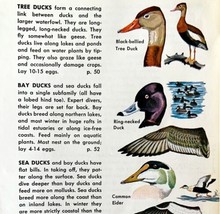 Ducks 5 Different Varieties And Types 1966 Color Bird Art Print Nature A... - £16.05 GBP